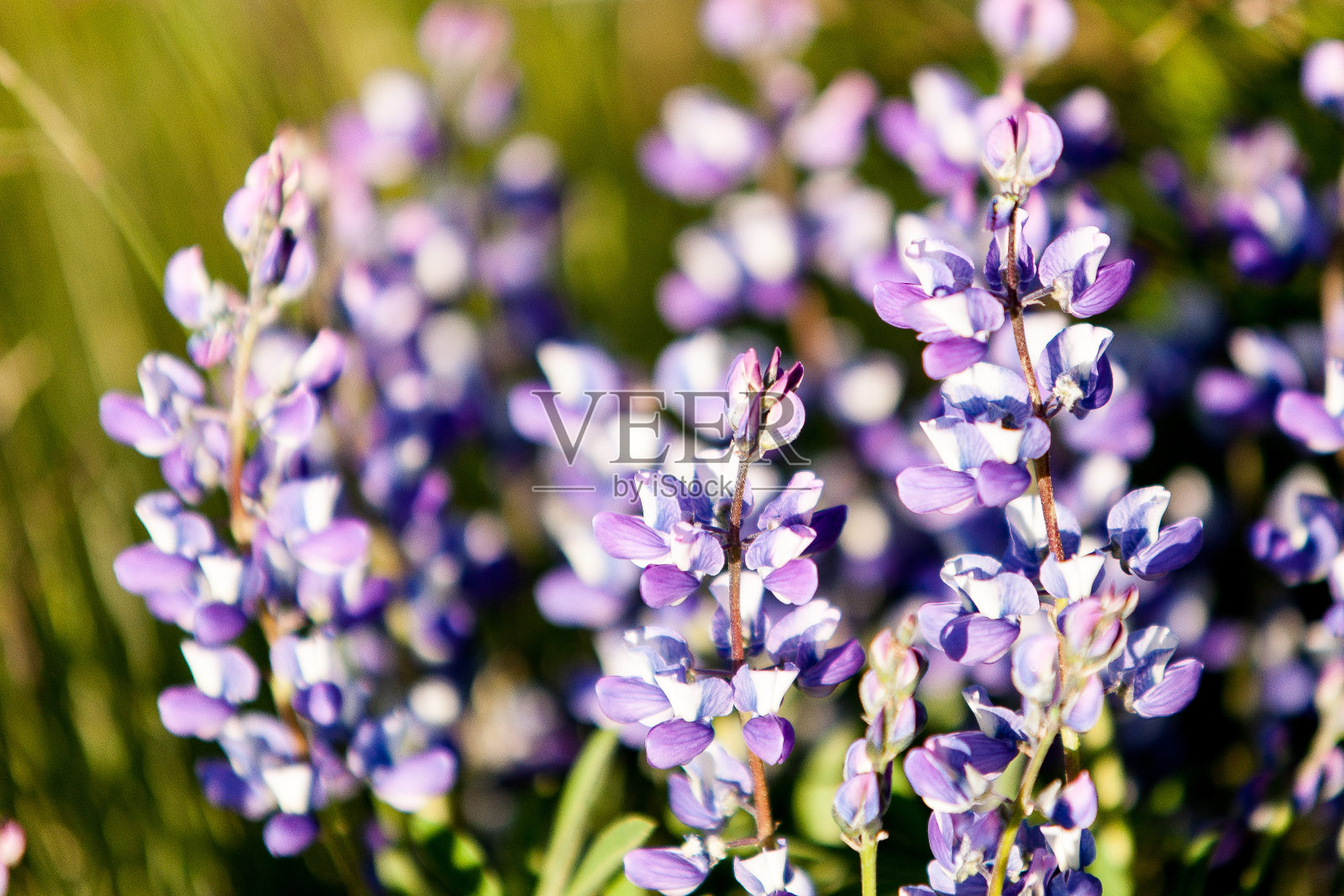 狼的草地照片摄影图片