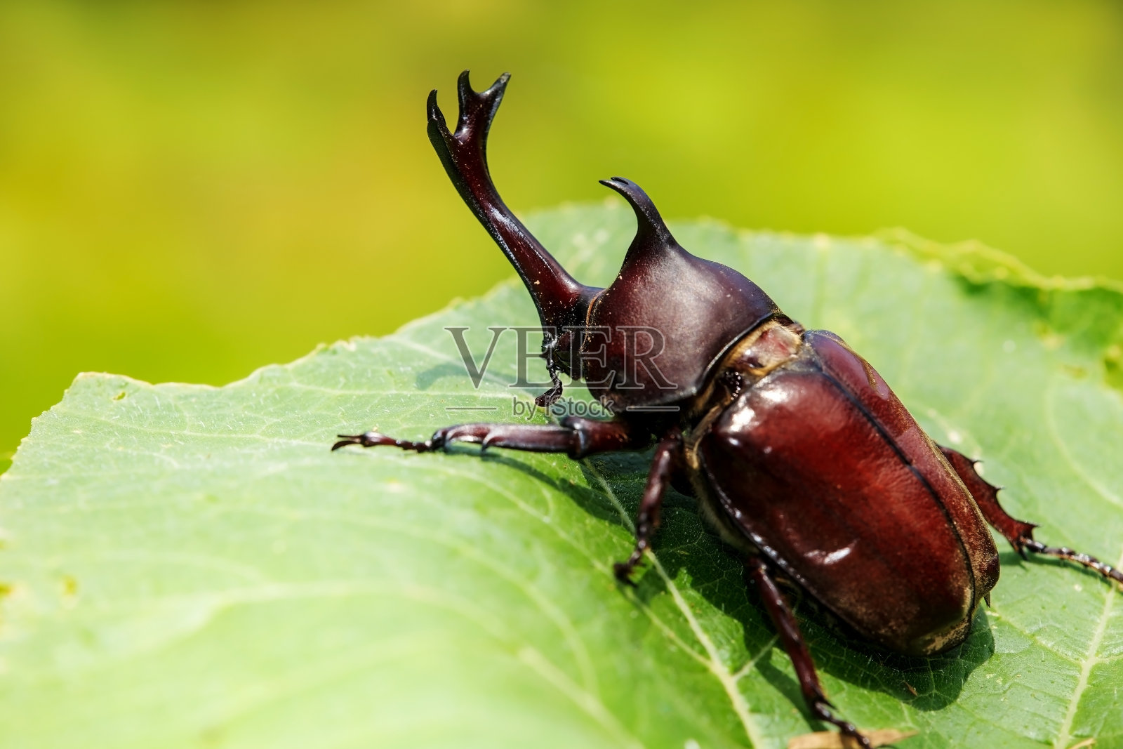 犀牛甲虫照片摄影图片
