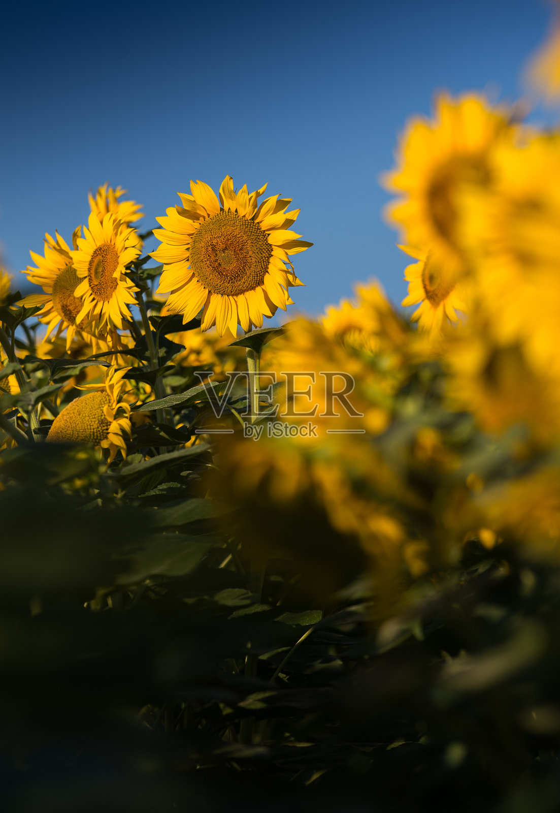 田野里的向日葵照片摄影图片