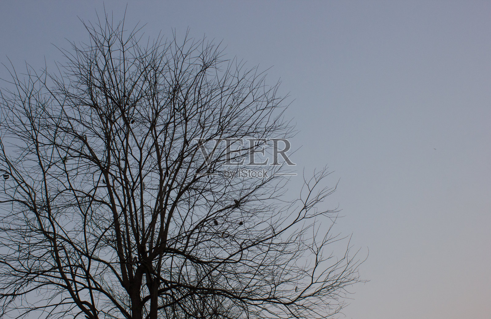 树照片摄影图片