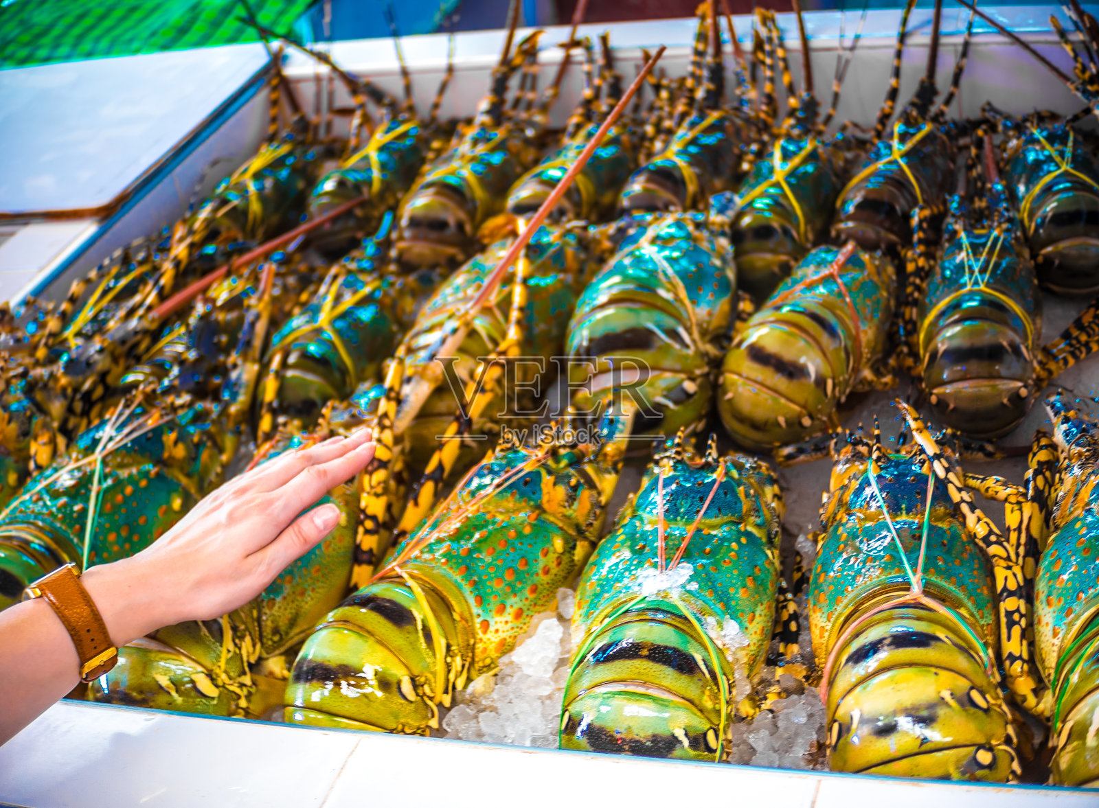 新鲜生龙虾照片摄影图片