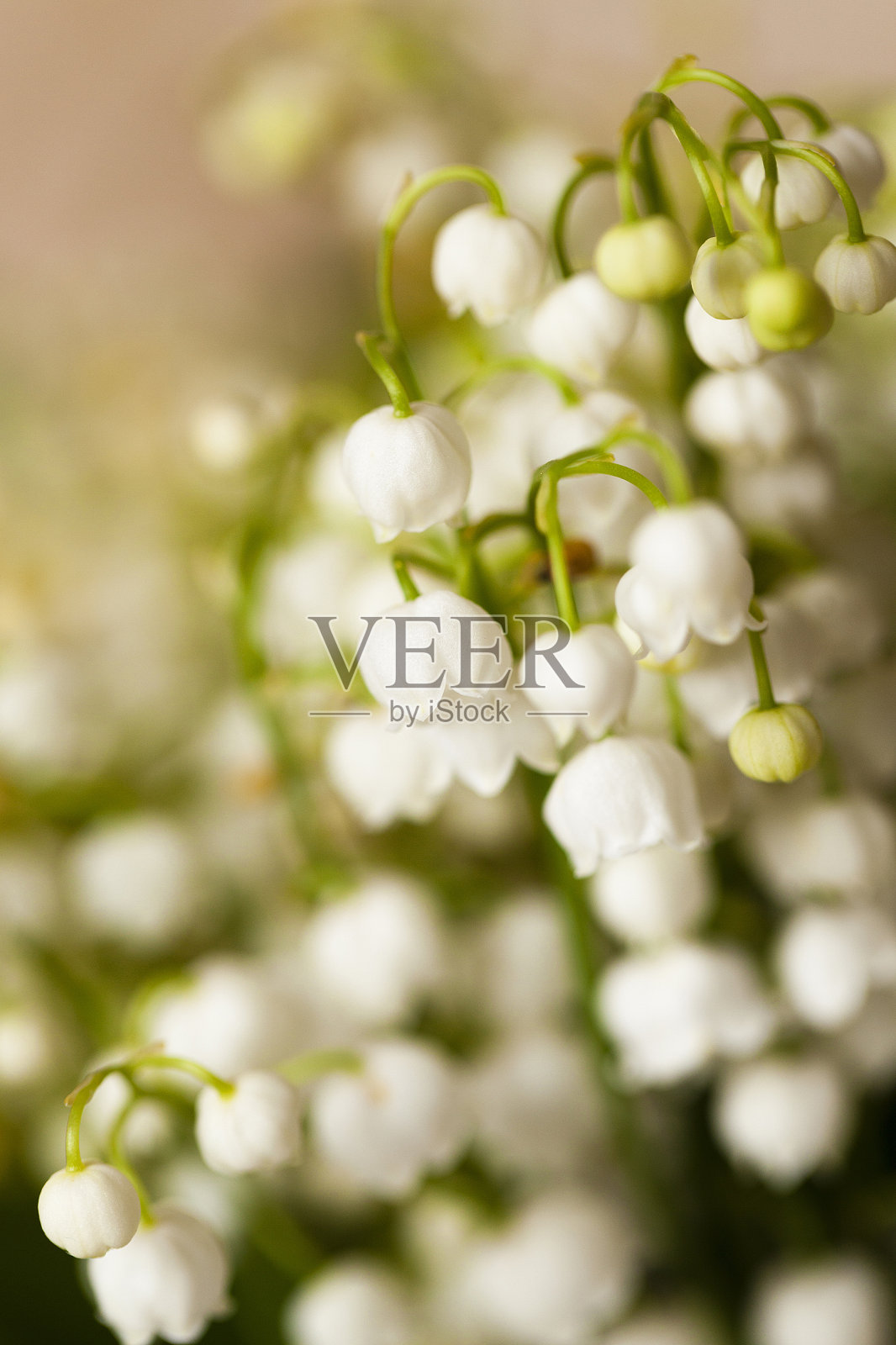 山谷百合特写照片摄影图片