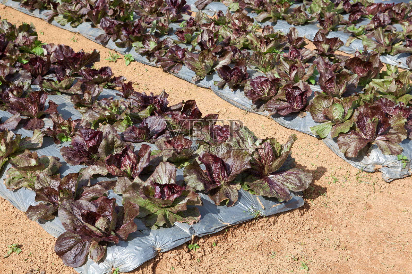 有机照片摄影图片