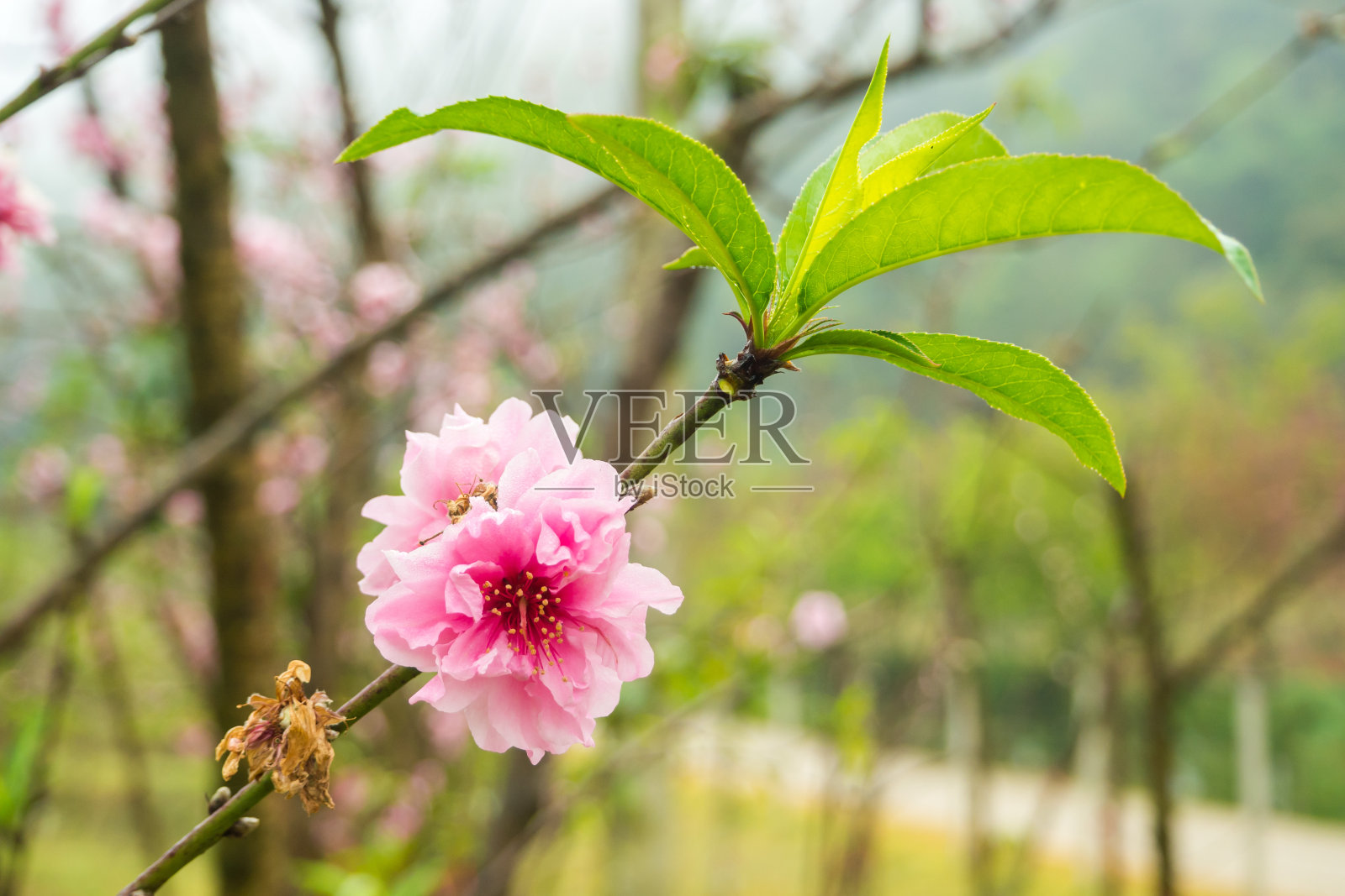 桃花。照片摄影图片
