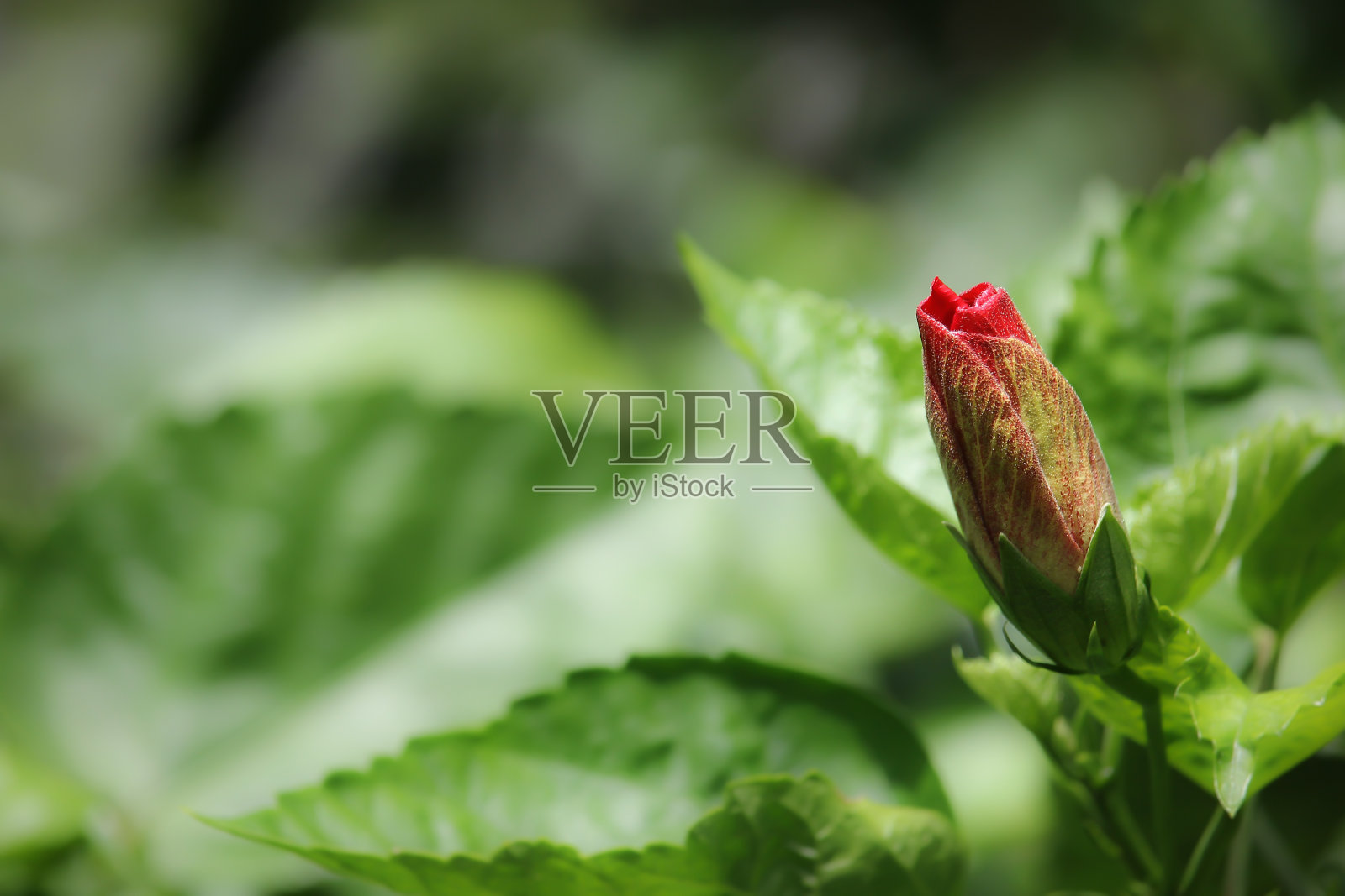 花蕾红芙蓉花照片摄影图片