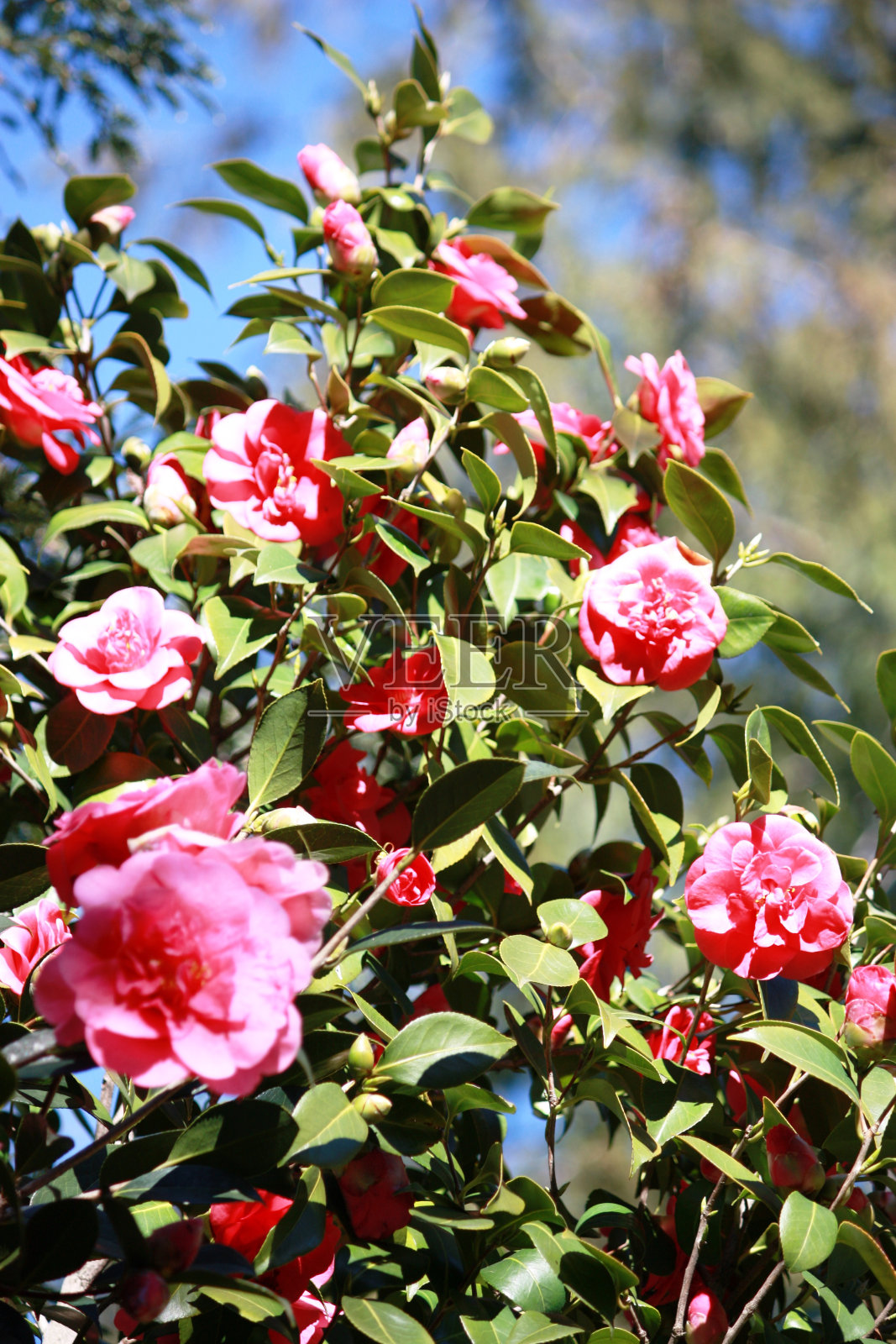 春天的山茶花,红色的未填山茶花花瓣照片摄影图片