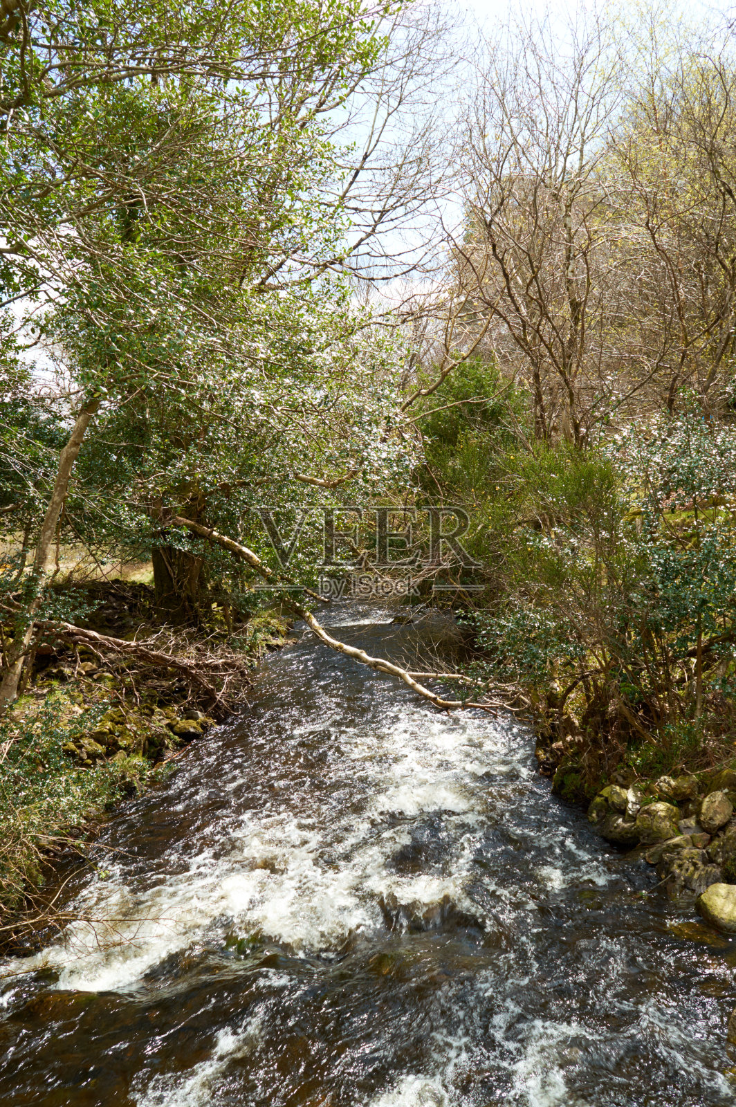 森林里湍急的河流照片摄影图片