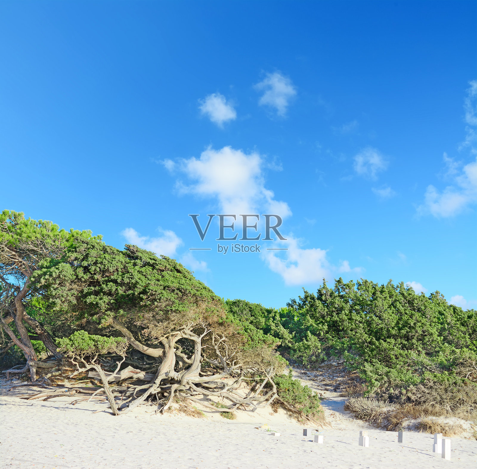 蓝天下的松树照片摄影图片