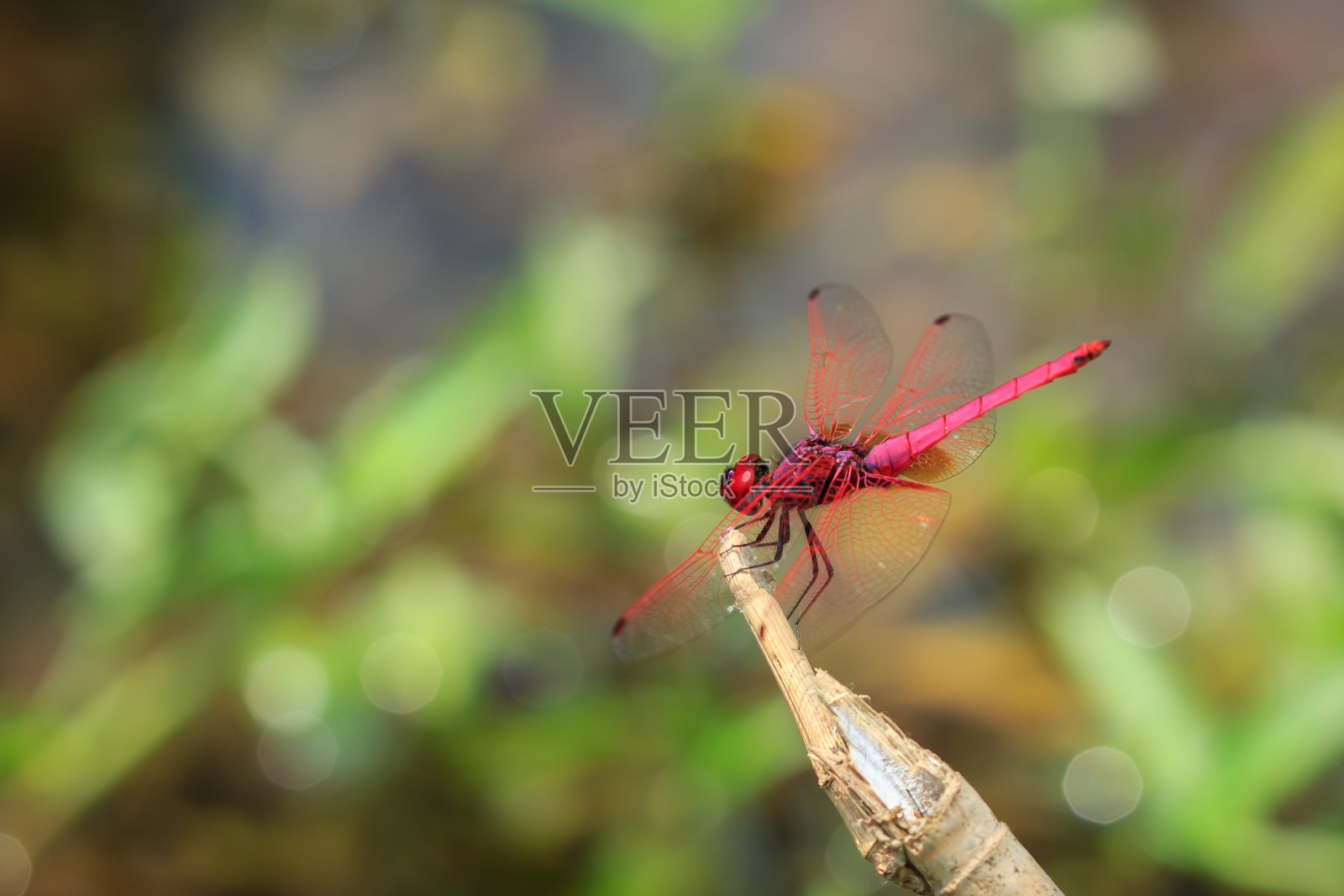 红色的蜻蜓照片摄影图片