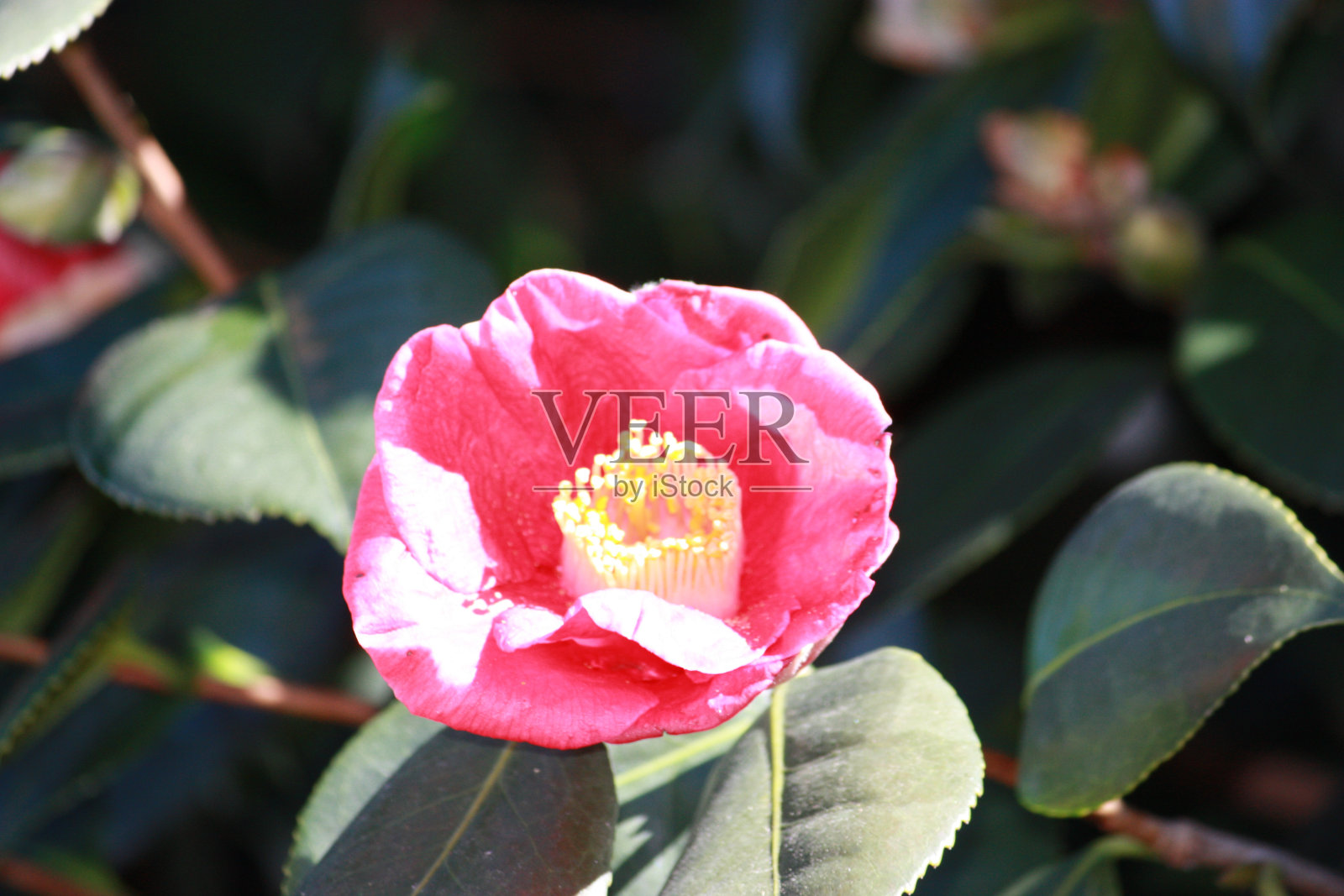 春天的山茶花,红色的未填山茶花花瓣照片摄影图片