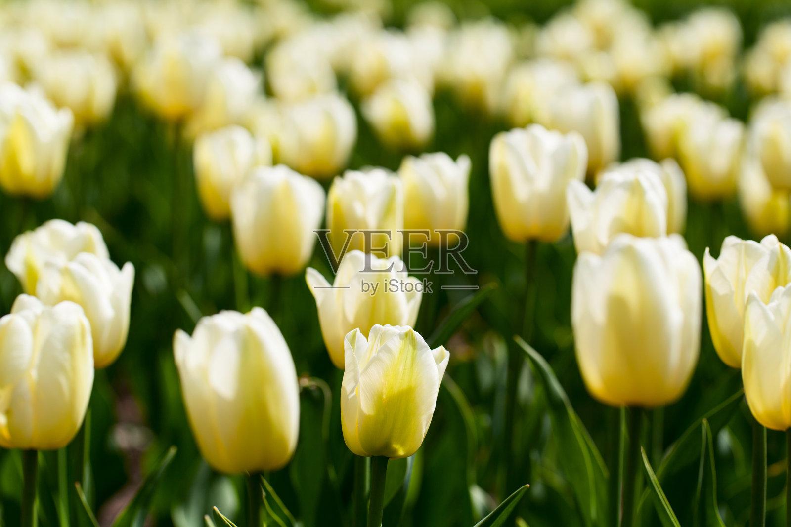 公园里的黄色郁金香照片摄影图片