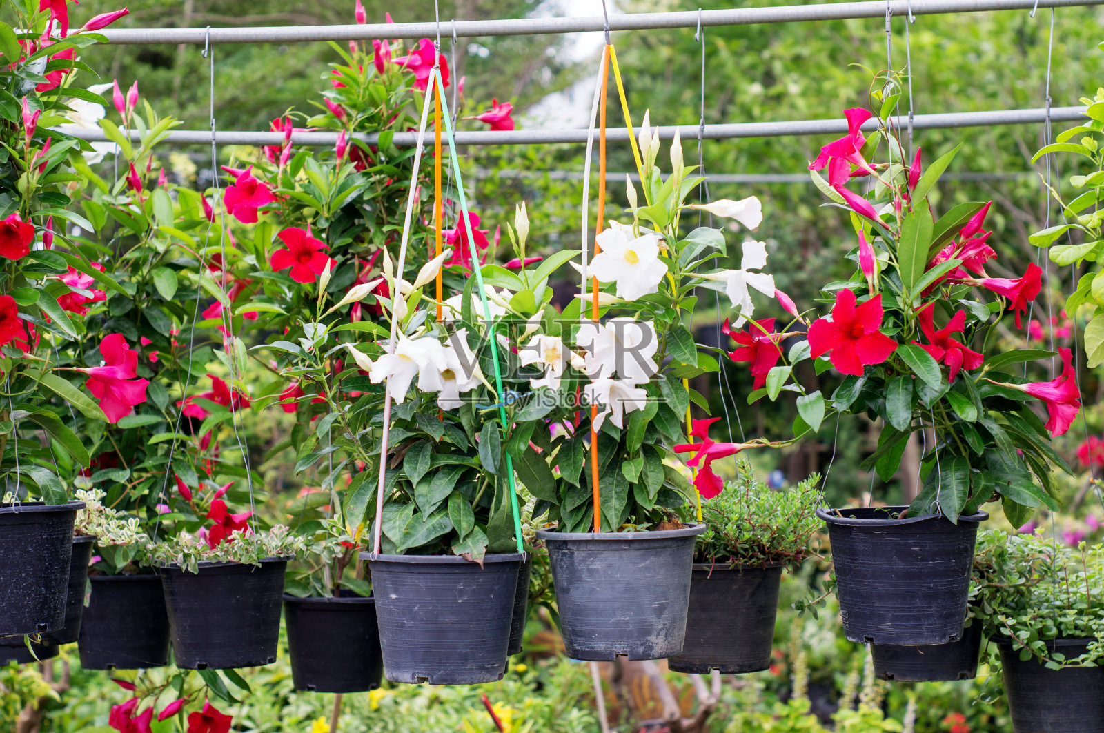 花园里的开花植物。照片摄影图片
