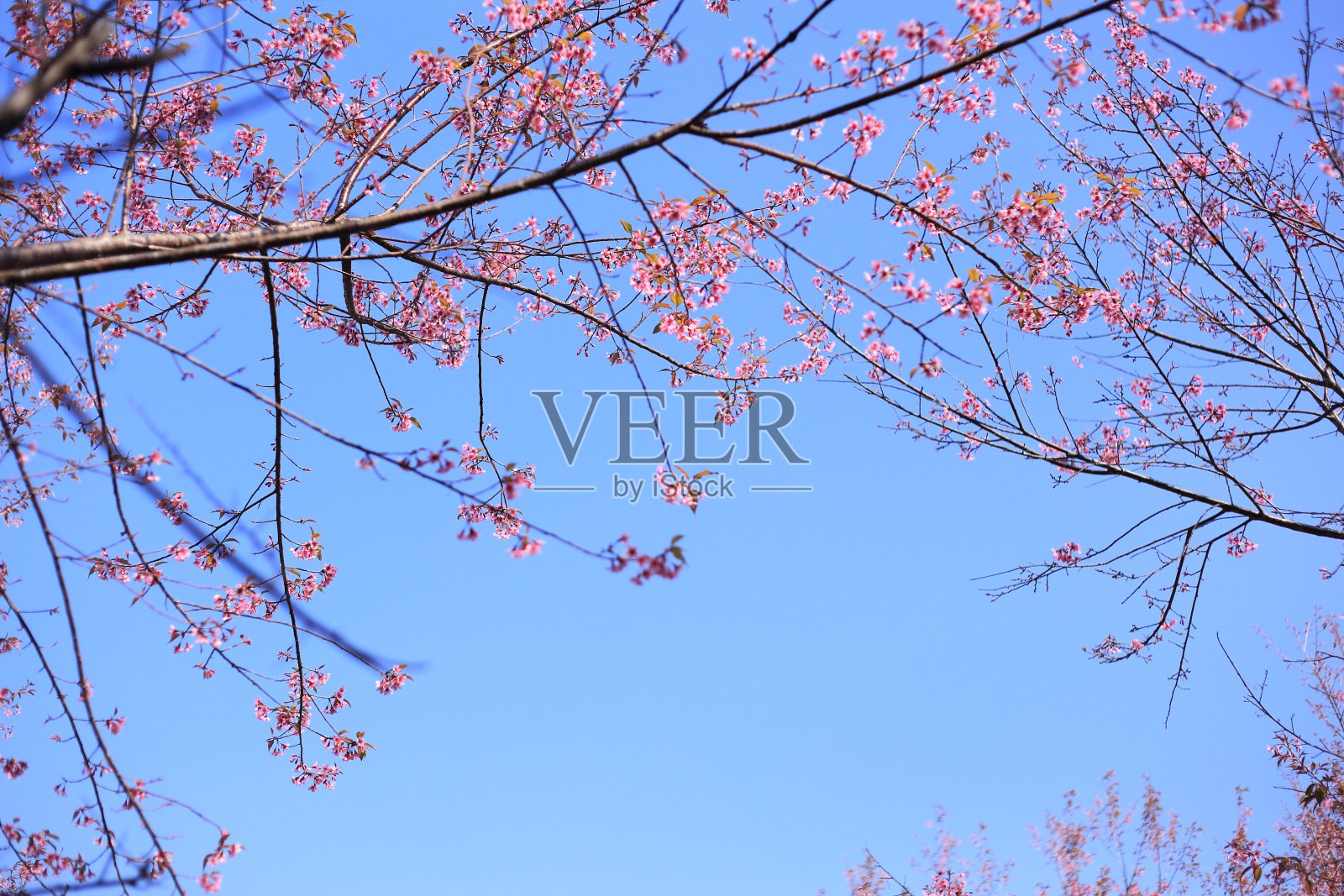 樱花的花照片摄影图片