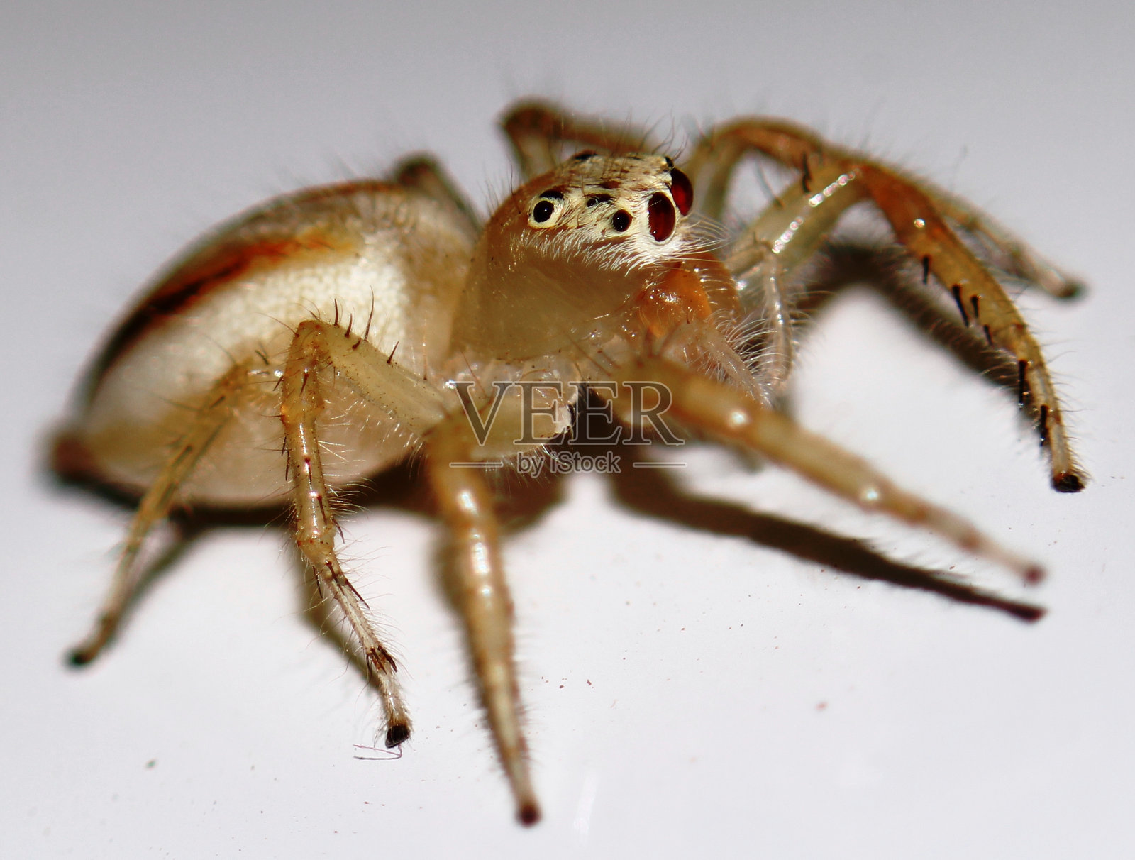 蜘蛛照片摄影图片