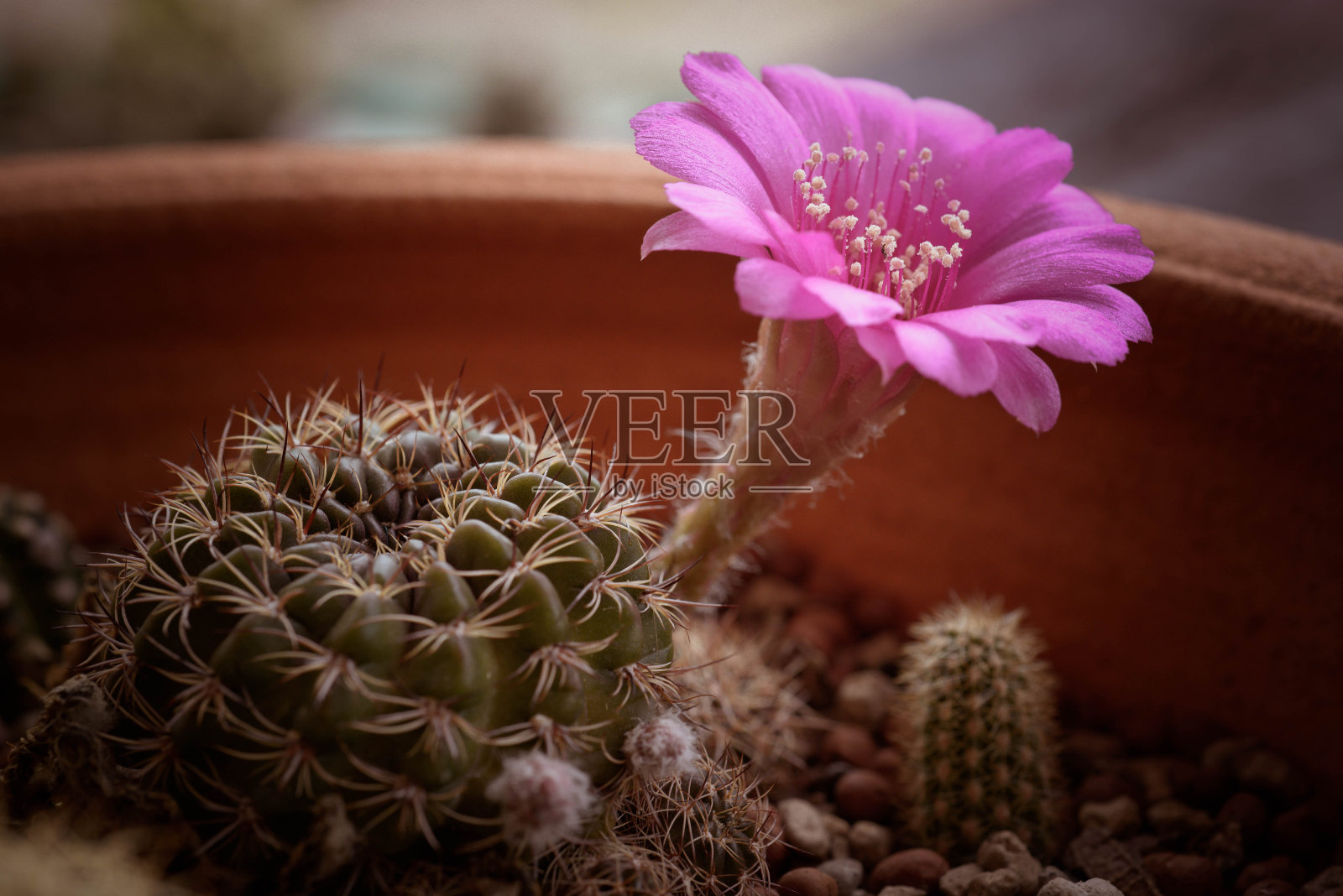 粉色的仙人掌花,罗比亚的仙人掌花照片摄影图片