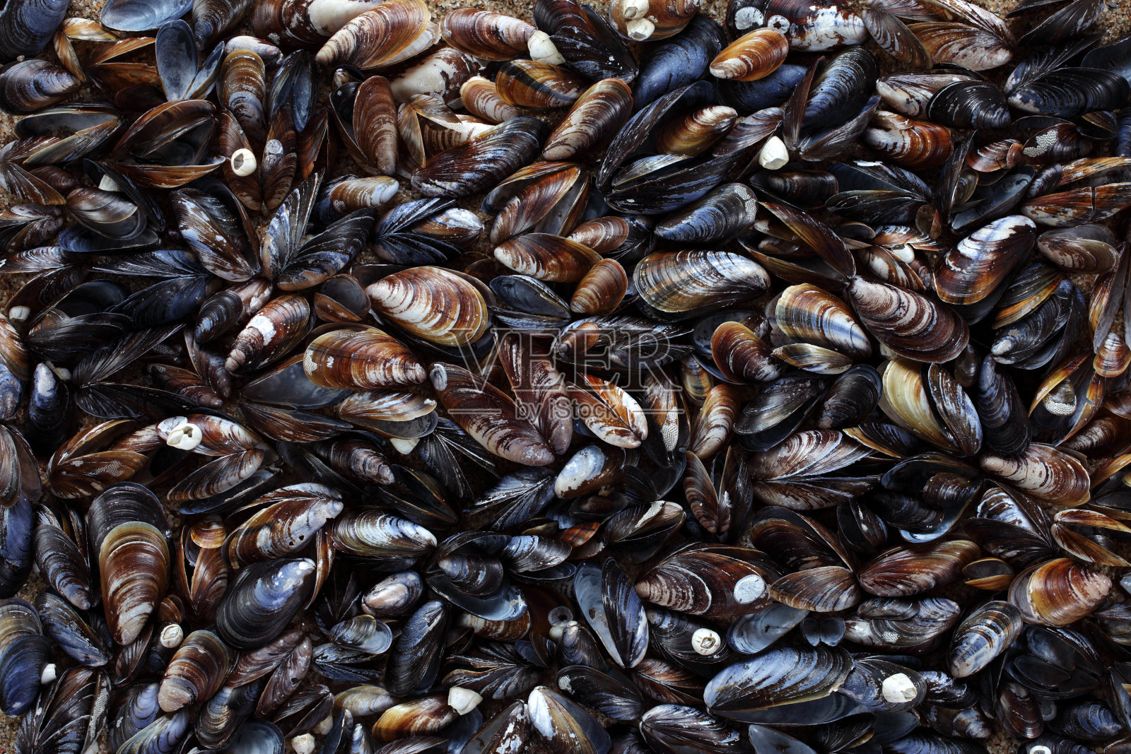 蓝贻贝的壳照片摄影图片