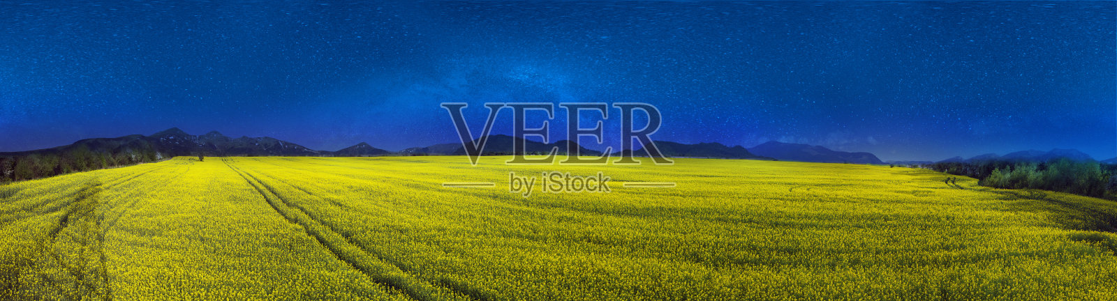 黄澄澄的油菜田下一片明亮照片摄影图片