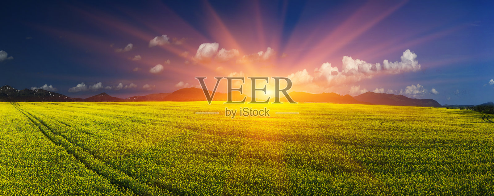 黄澄澄的油菜田下一片明亮照片摄影图片