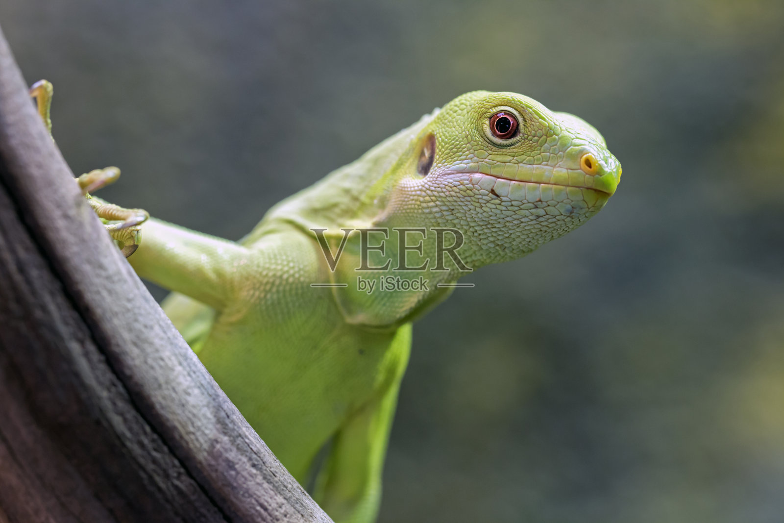 年轻的斐济鬣蜥照片摄影图片