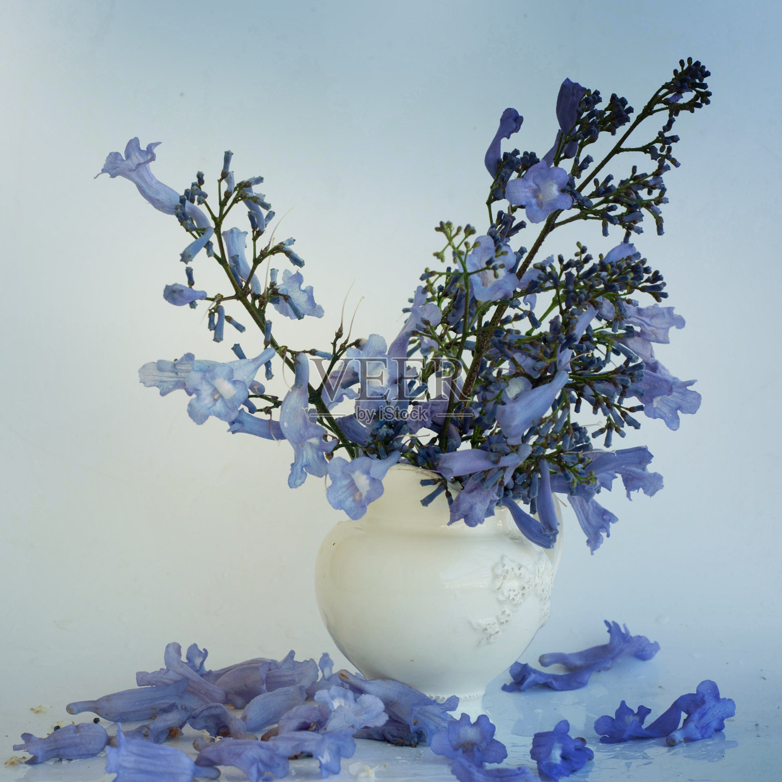 春天开花照片摄影图片