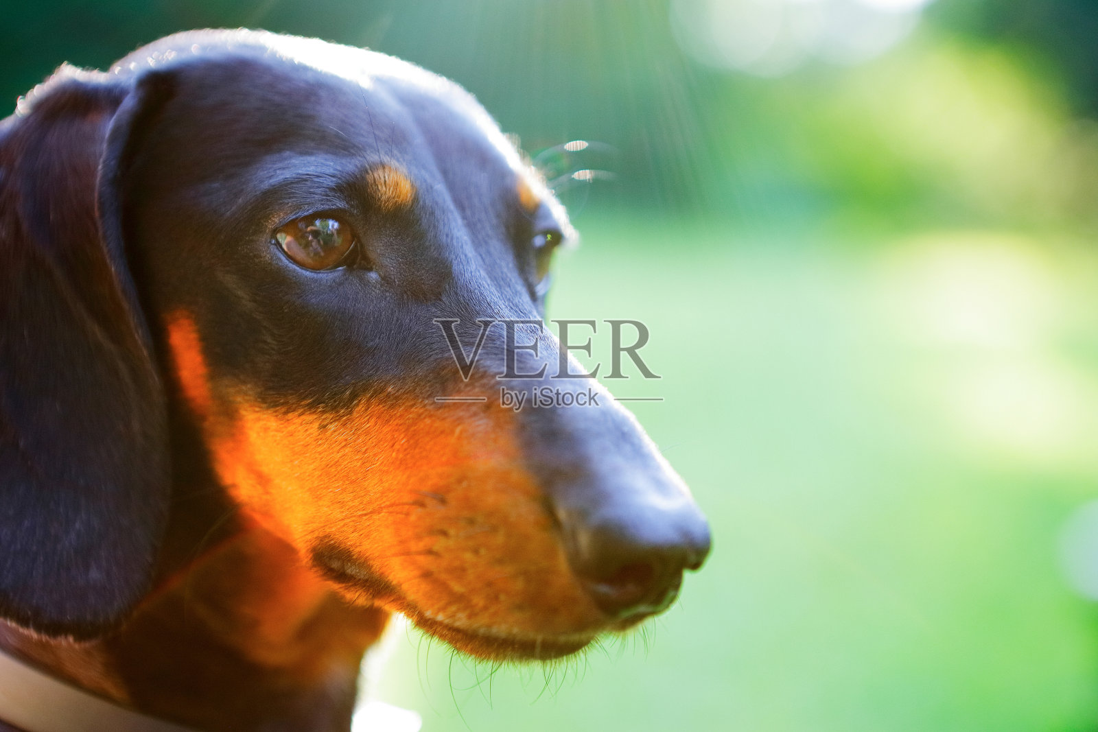 阳光下黑色和红色腊肠犬的肖像照片摄影图片