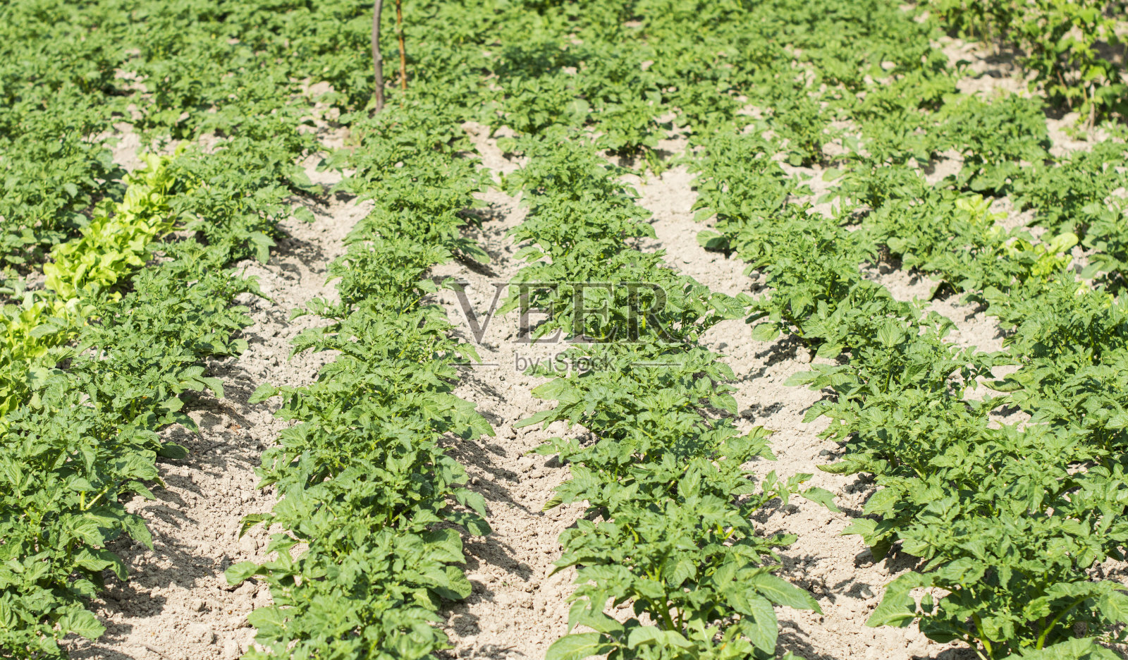 地里种了马铃薯照片摄影图片