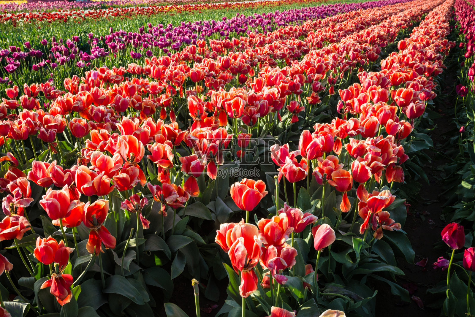 花圃里一排排的郁金香照片摄影图片