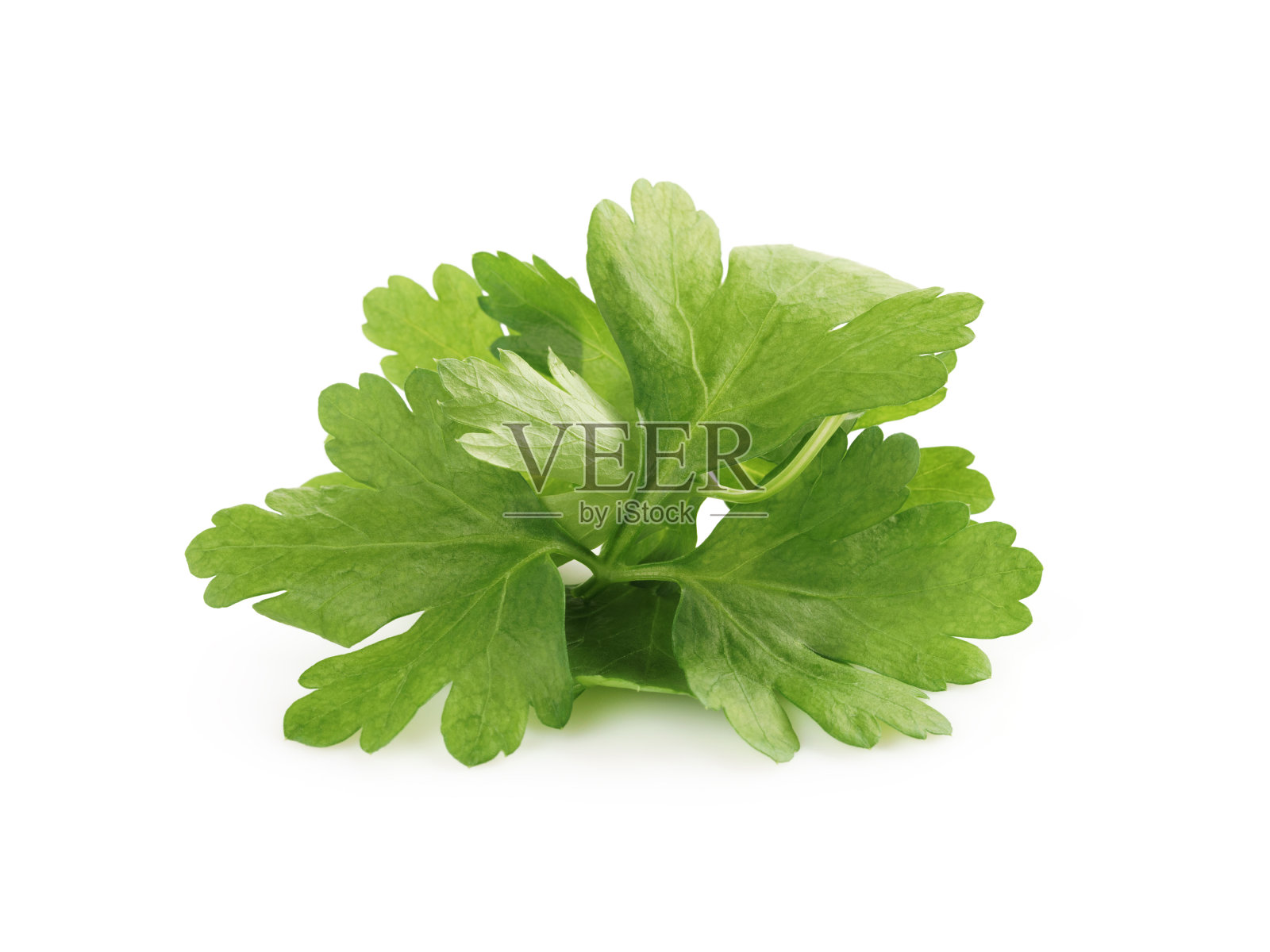 一束分离的新鲜欧芹照片摄影图片