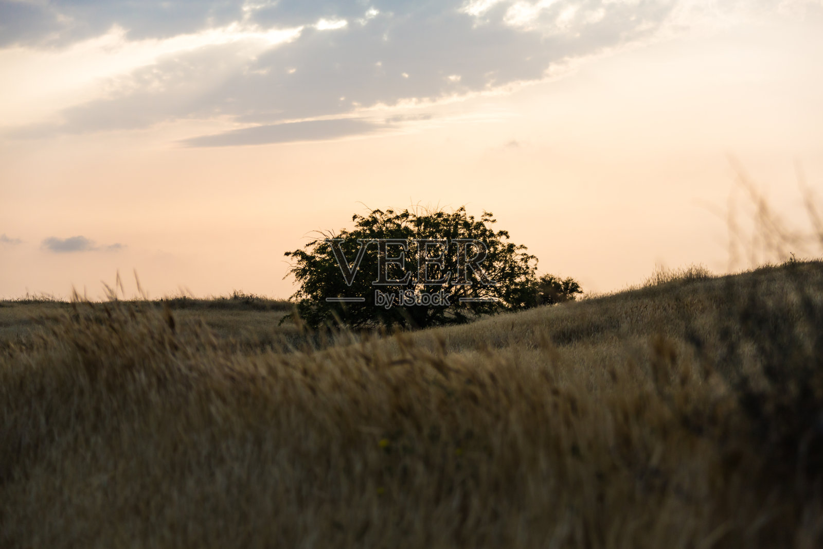 田野里的树照片摄影图片