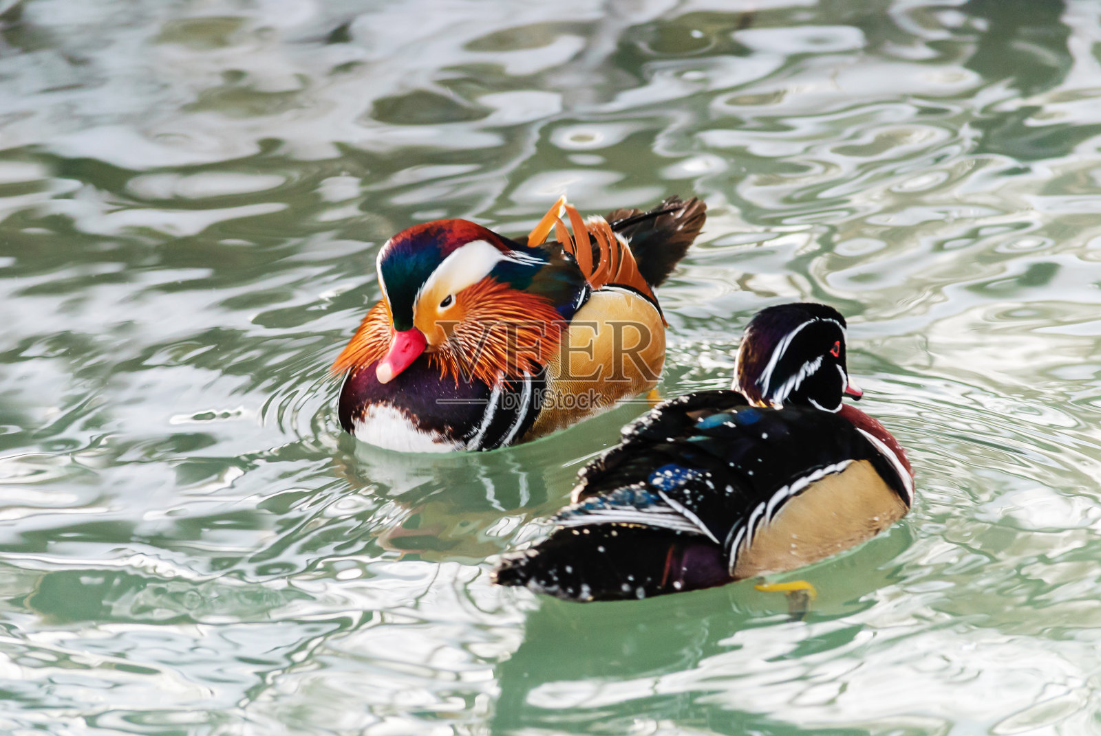 鸳鸯照片摄影图片