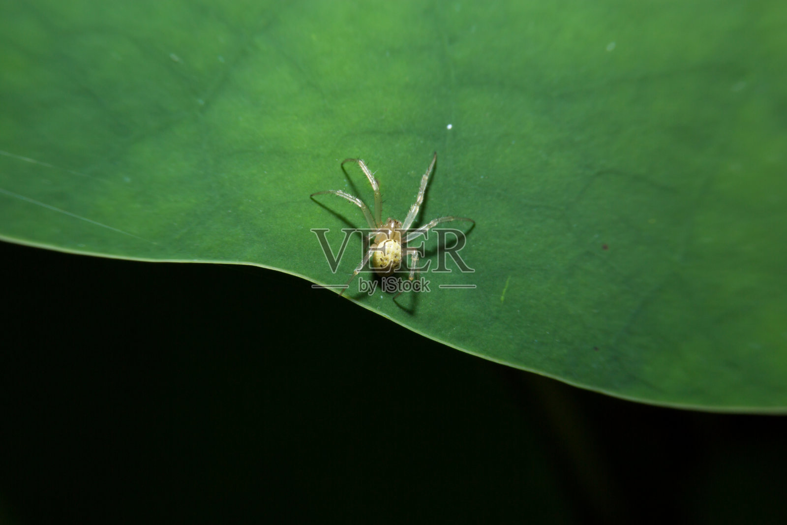 小蜘蛛抓着绿叶。照片摄影图片
