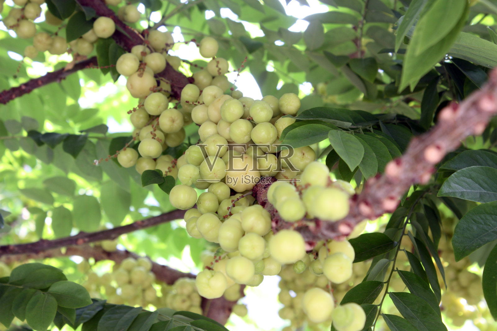 明星醋栗水果照片摄影图片