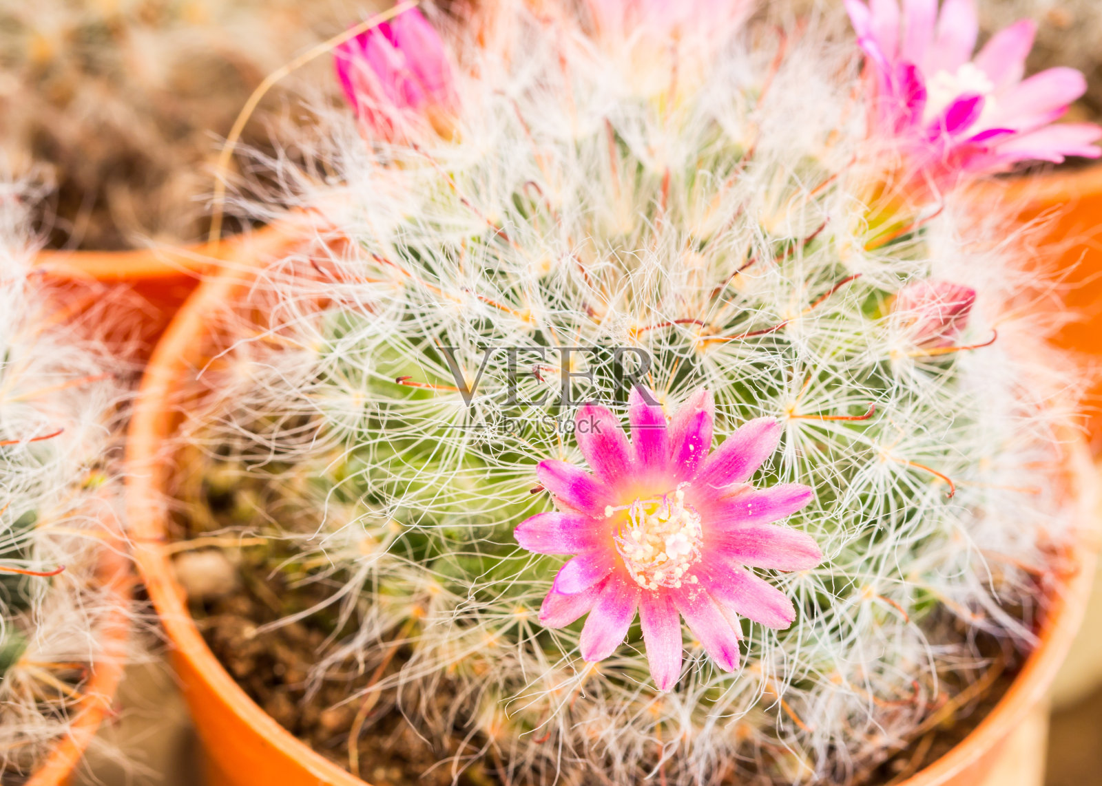 植物园里的仙人掌照片摄影图片