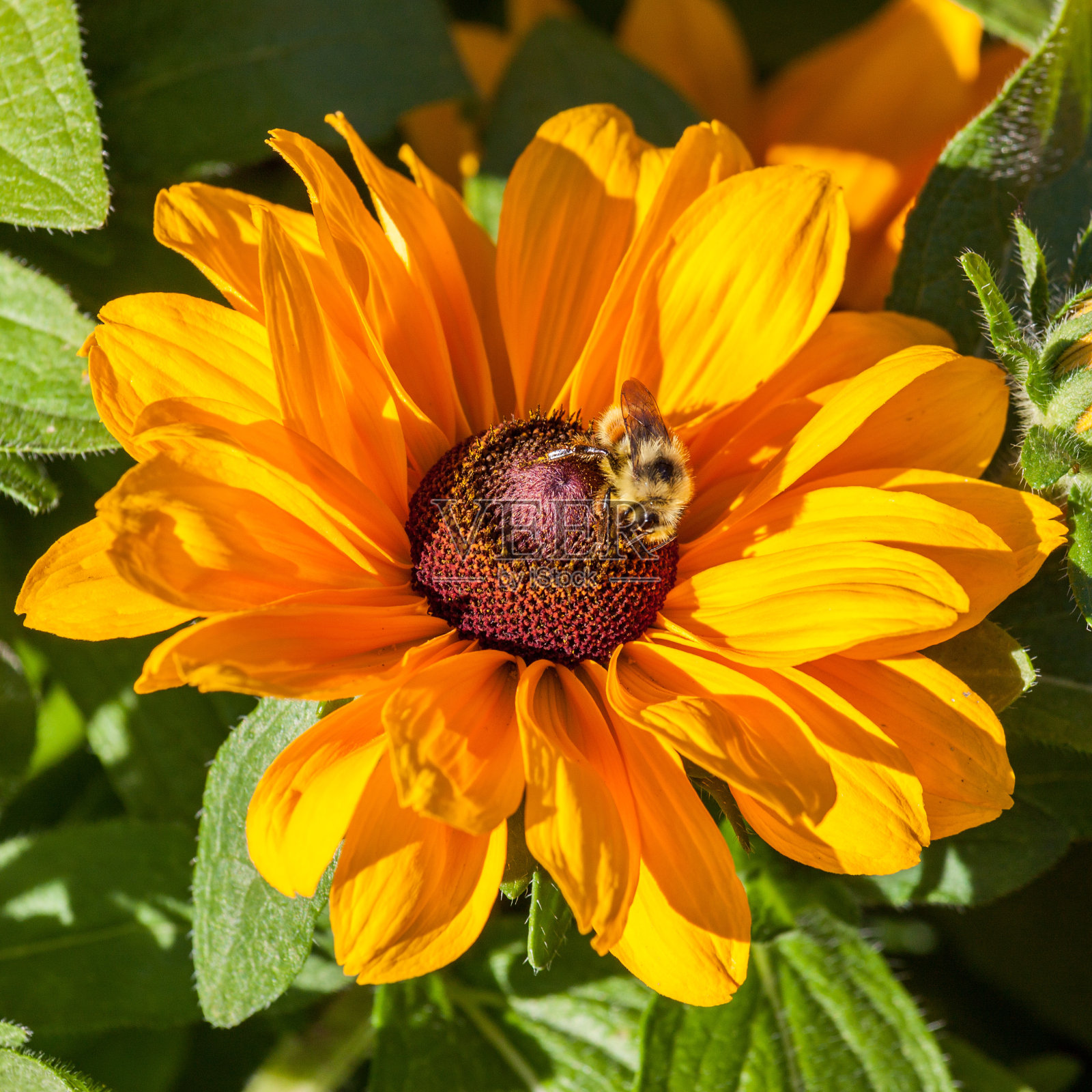 蜜蜂在黄花的中心照片摄影图片