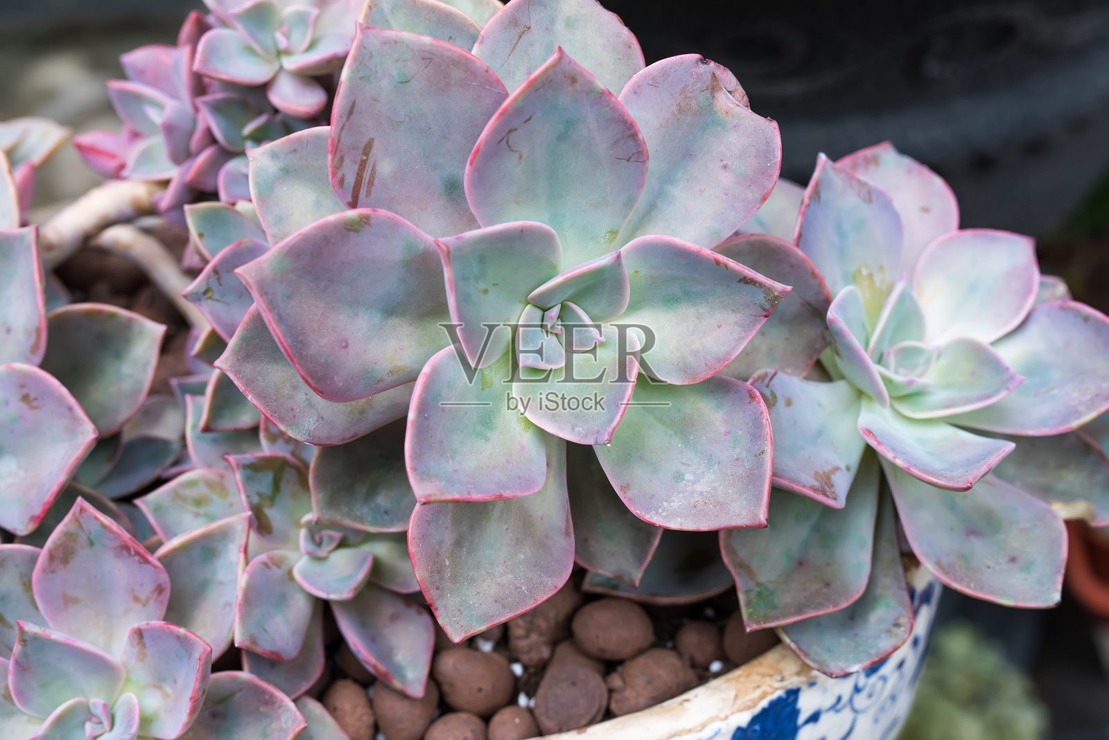 微型多汁植物照片摄影图片