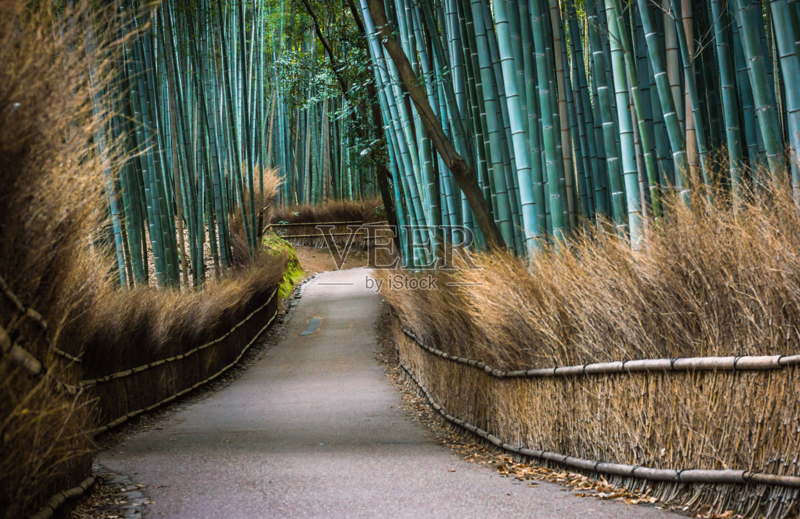 京都的竹林照片摄影图片