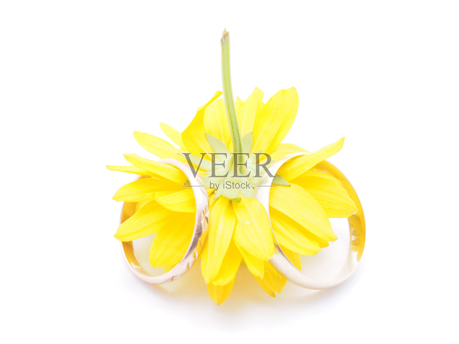 结婚戒指和花在白色的背景上照片摄影图片