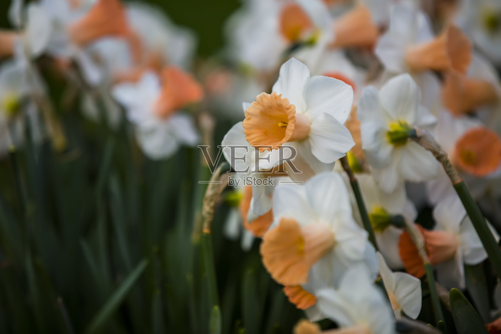 郁金香照片摄影图片