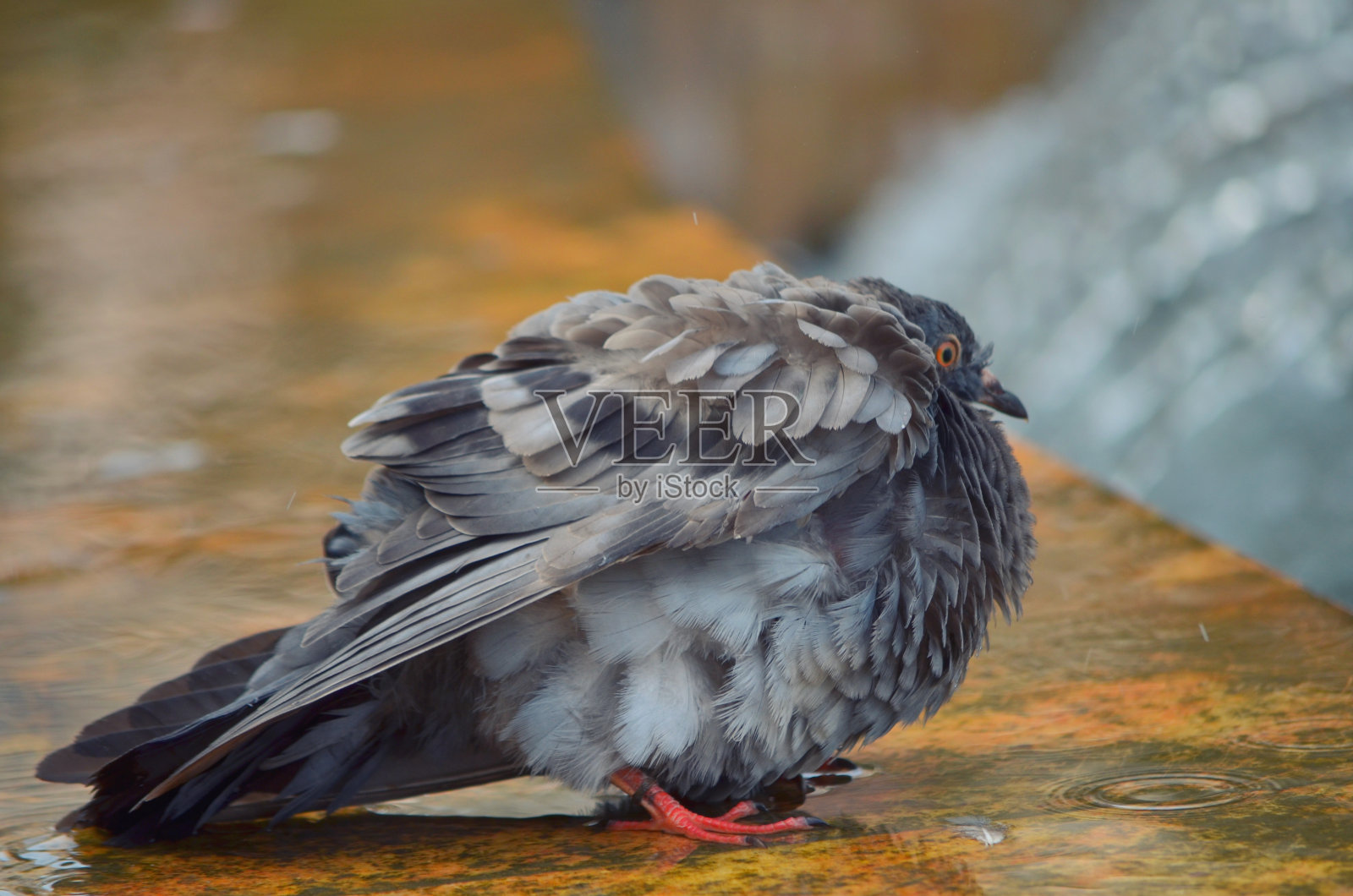 鸽子在喷泉旁瑟缩。照片摄影图片