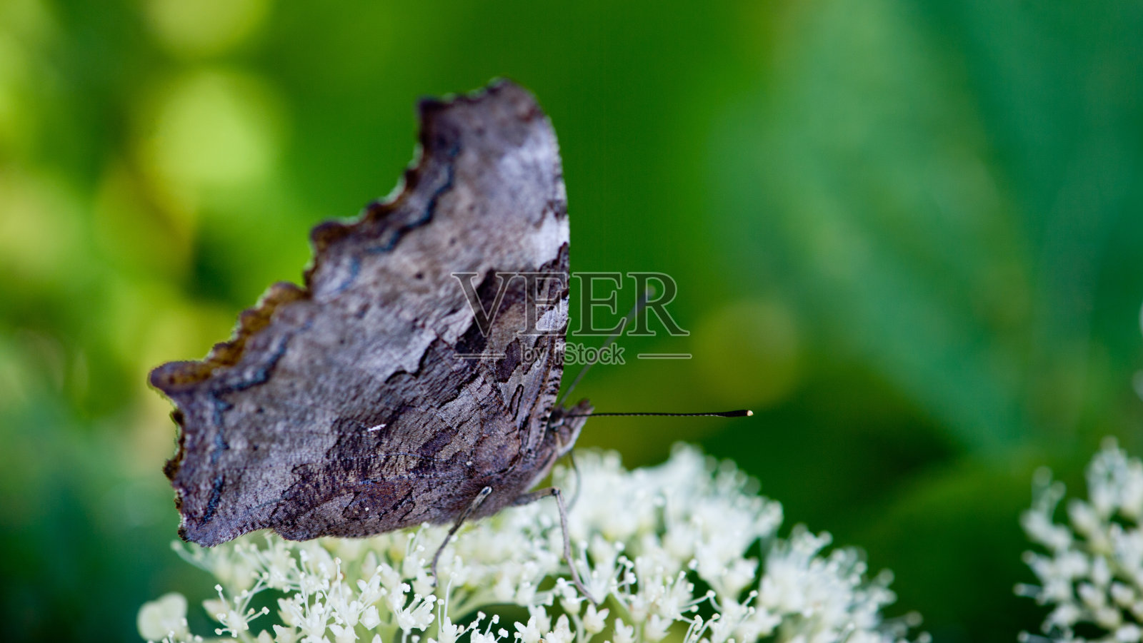 喂养照片摄影图片