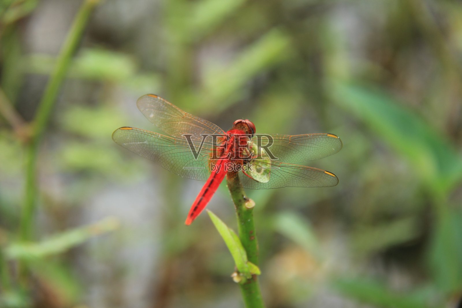 红色的蜻蜓照片摄影图片