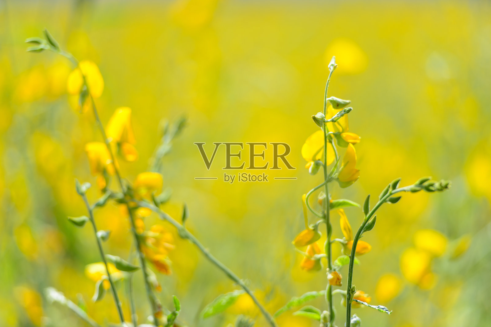 Sunhemp花领域照片摄影图片