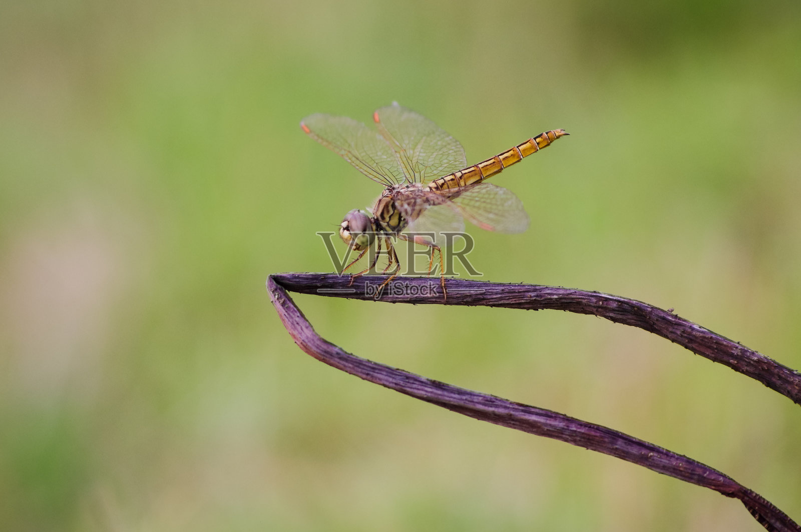 枯树上的金色蜻蜓照片摄影图片