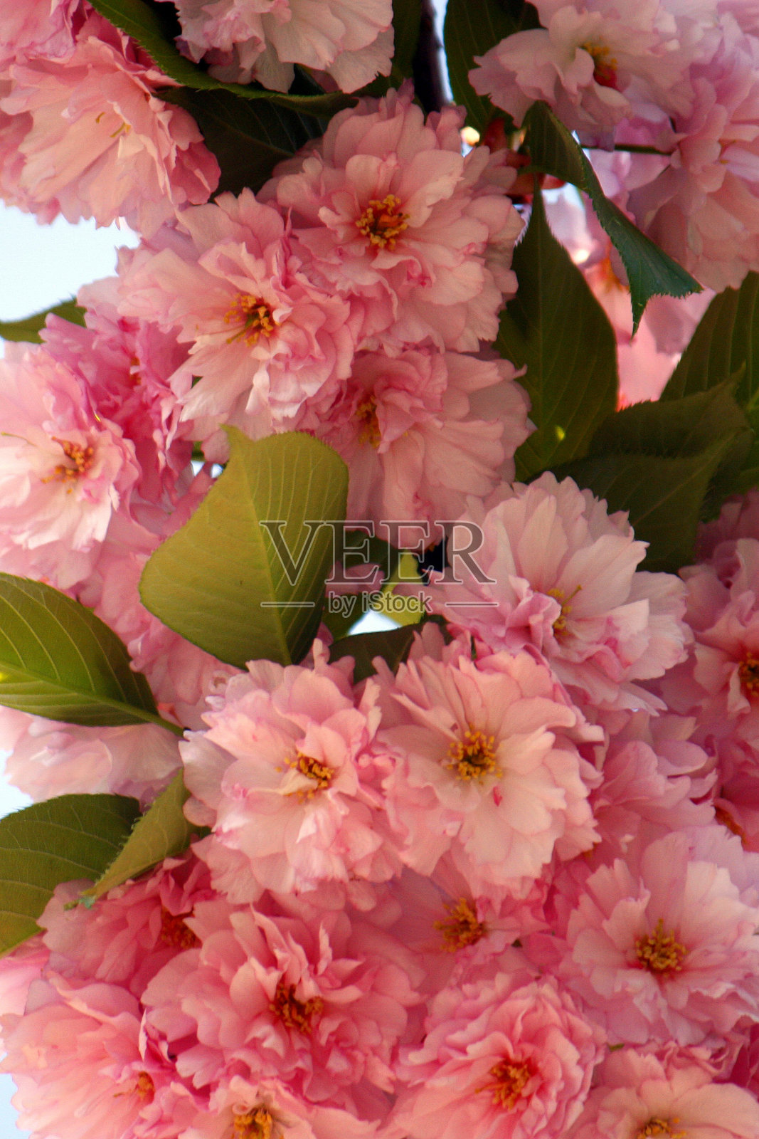 樱花照片摄影图片