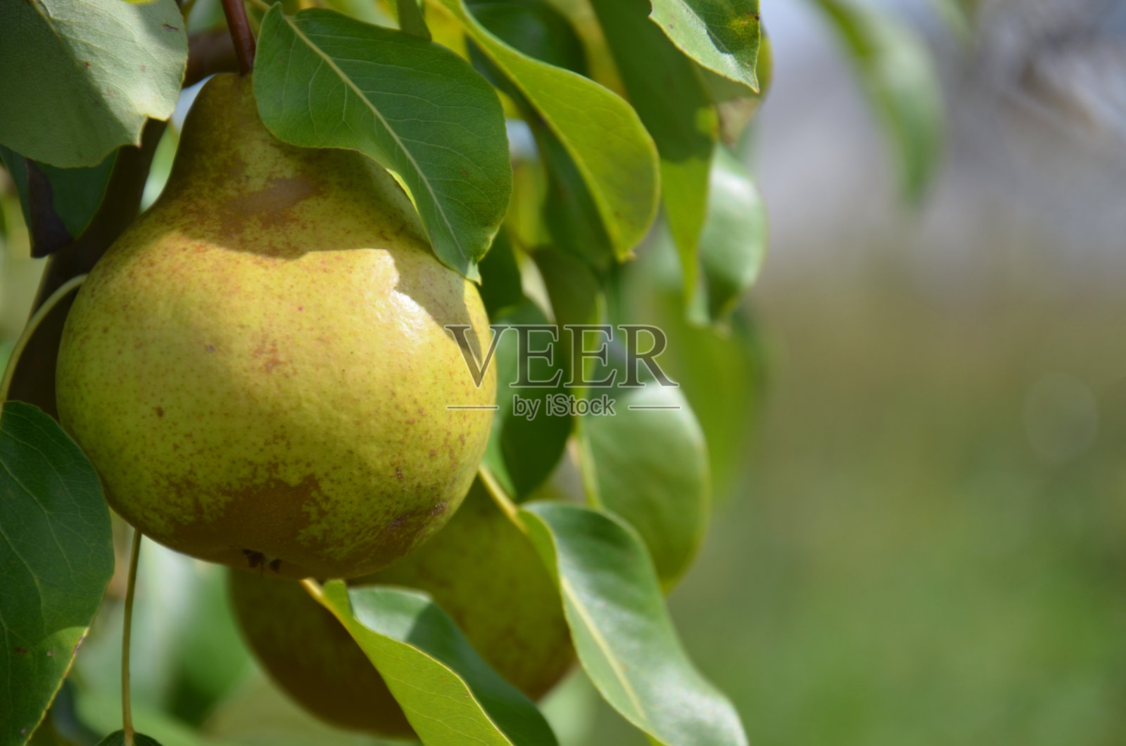 多汁的梨照片摄影图片