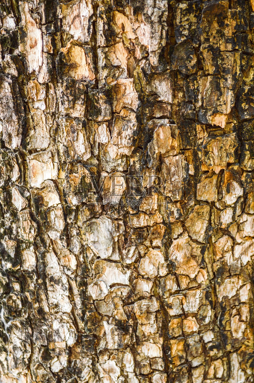 树皮的树结构照片摄影图片