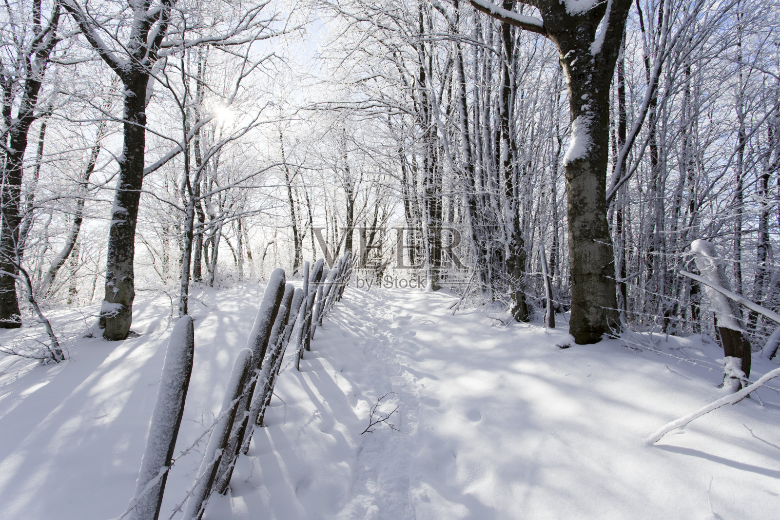 冬天照片摄影图片