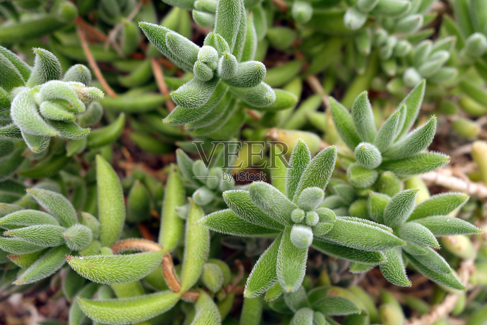 美美的照片摄影图片