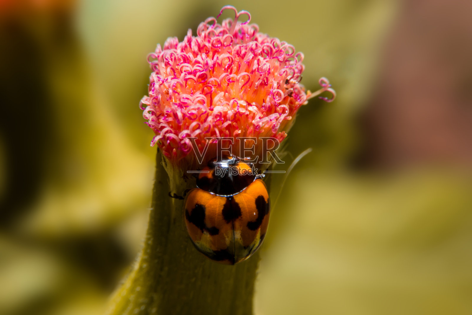 瓢虫抱着花与近距离的详细视图。照片摄影图片