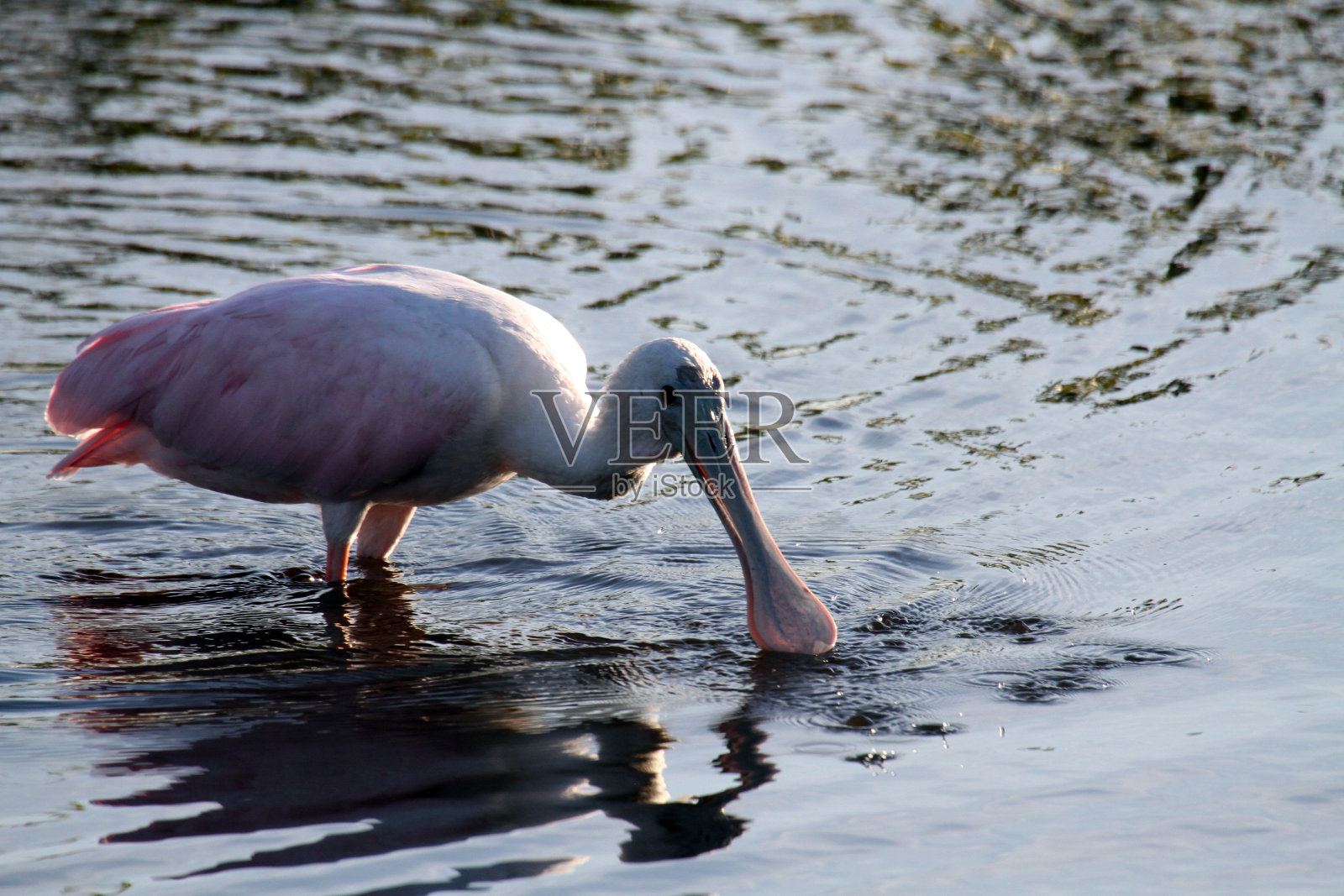 琵鹭照片摄影图片